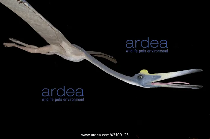 : Replica of Pterosaur : Replica of Pterosaur