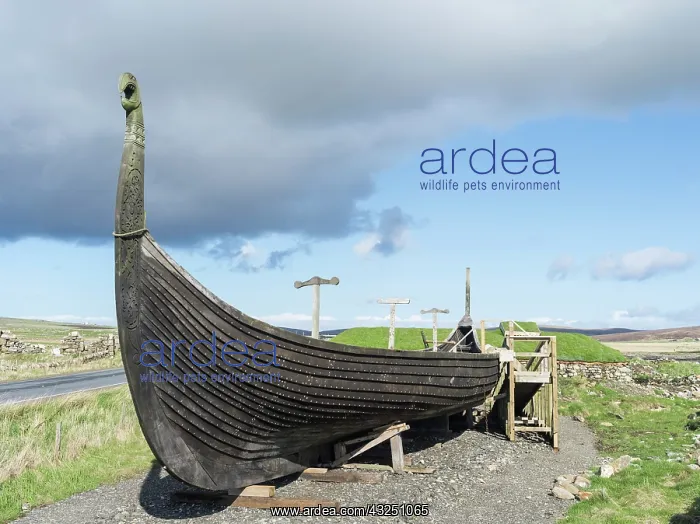 : Replica of a Viking vessel near Haroldswick : Replica of a Viking vessel near Haroldswick