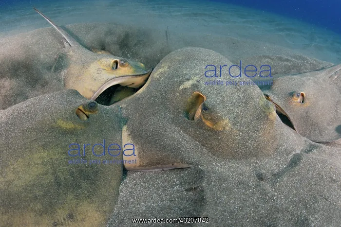 : Reproduction. Common stingray (Dasyatis pastinac