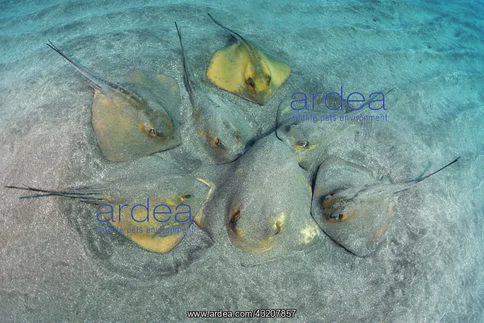 : Reproduction. Common stingray (Dasyatis pastinac : Reproduction. Common stingray (Dasyatis pastinac