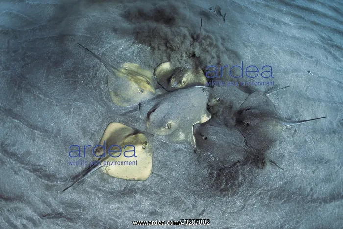 : Reproduction. Common stingray (Dasyatis pastinac : Reproduction. Common stingray (Dasyatis pastinac