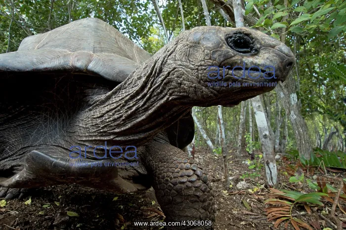 : Reptile. Giant Tortoise selfie, captive, Zanzibar : Reptile. Giant Tortoise selfie, captive, Zanzibar