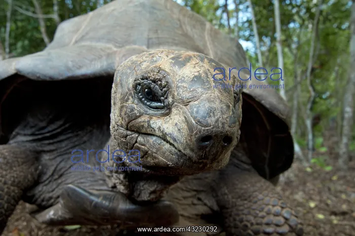: Reptile. Giant Tortoise selfie, captive, Zanzibar : Reptile. Giant Tortoise selfie, captive, Zanzibar