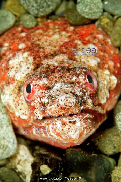 : Reptilian Snake Eel : Reptilian Snake Eel