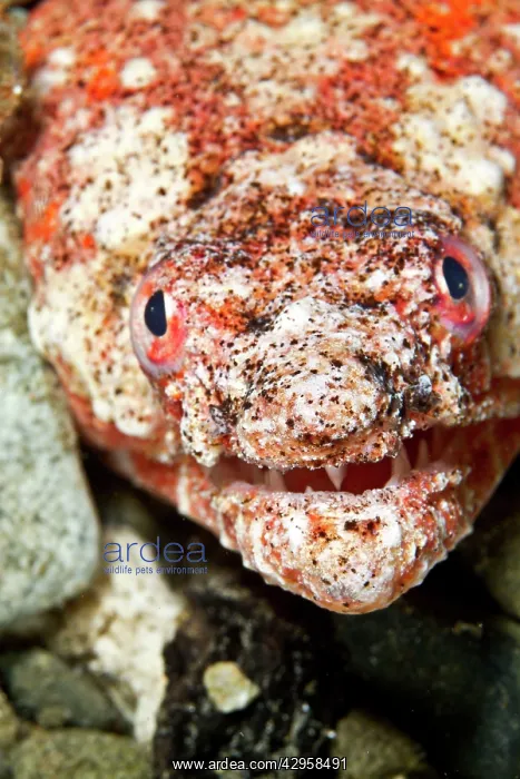 : Reptilian Snake Eel : Reptilian Snake Eel