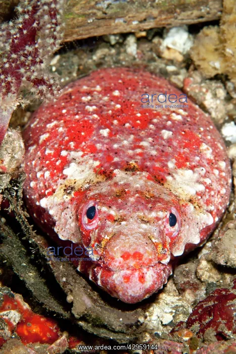 : Reptilian Snake Eel : Reptilian Snake Eel