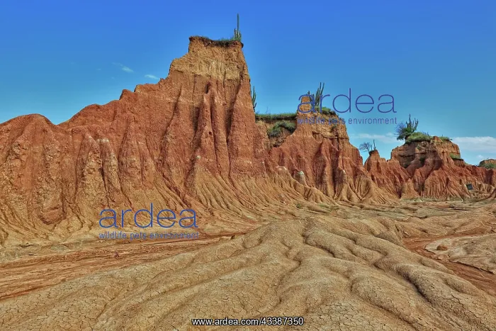 : Republic of Colombia, Tatacoa Desert, landscape : Republic of Colombia, Tatacoa Desert, landscape