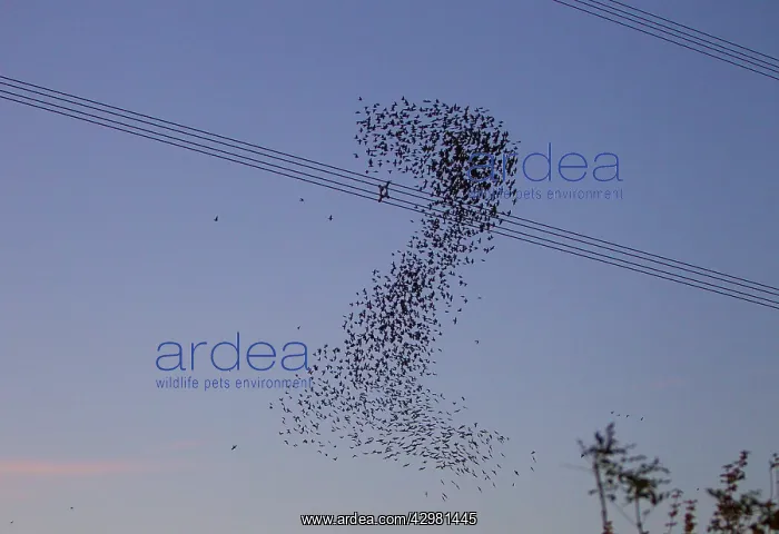  : RES. Ardea Picture Library Contributors: RES