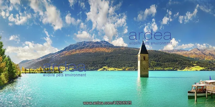 : Reschensee with Ortler mountain range, Graun, Reschen : Reschensee with Ortler mountain range, Graun, Reschen