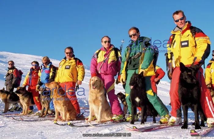 : Rescue Dog - avalanche training : Rescue Dog - avalanche training