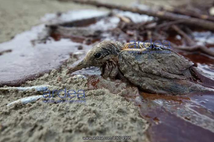 : Rescue of Oiled Baby Tern : Rescue of Oiled Baby Tern