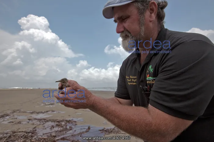 : Rescue of Oiled Baby Tern : Rescue of Oiled Baby Tern