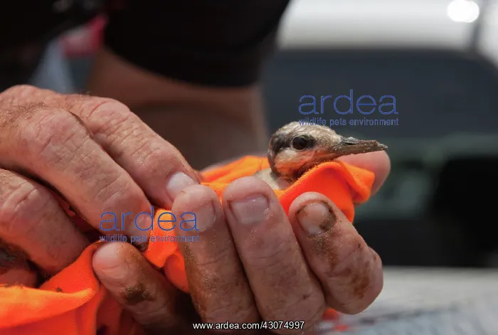 : Rescue of Oiled Baby Tern : Rescue of Oiled Baby Tern