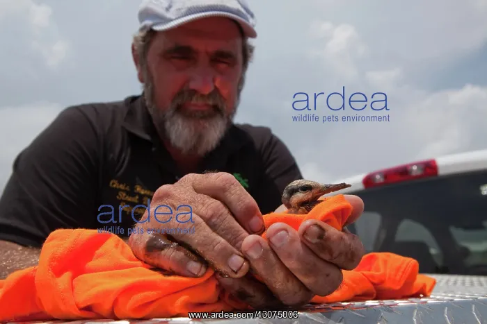 : Rescue of Oiled Baby Tern : Rescue of Oiled Baby Tern