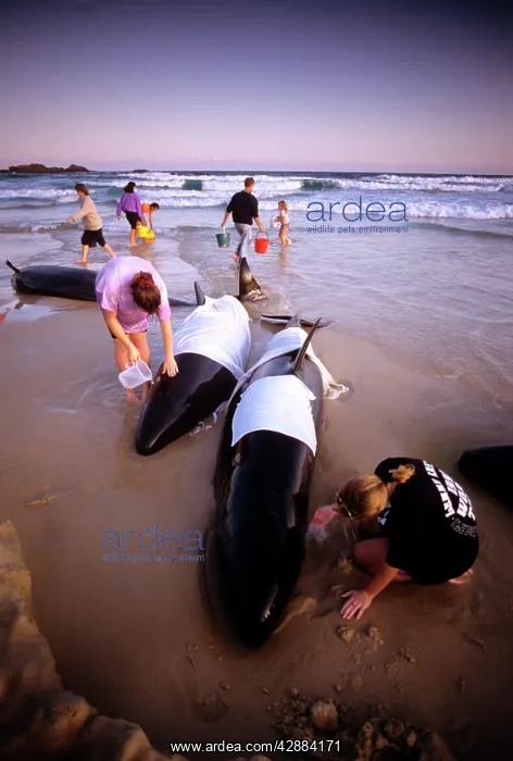 : Rescue party with beached False killer Whales : Rescue party with beached False killer Whales