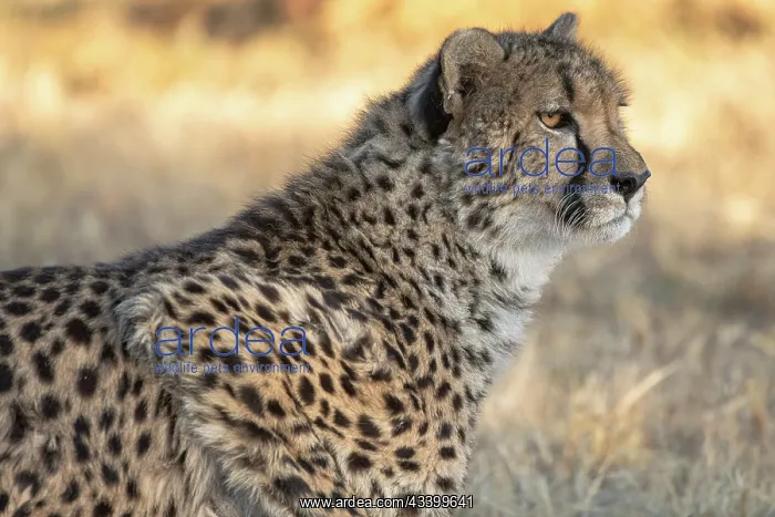  : Rescued cheetah, Otjiwarongo in Namibia, Africa