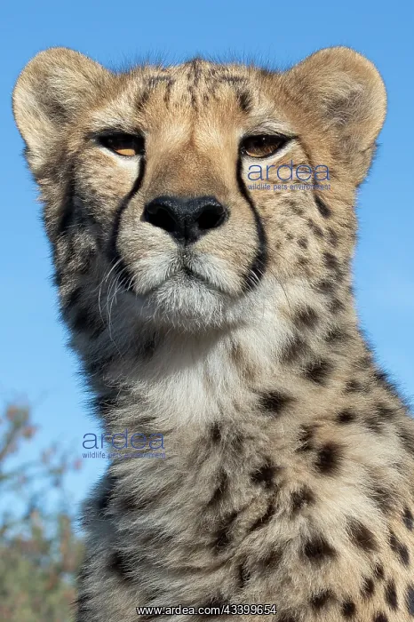 : Rescued cheetah, Otjiwarongo in Namibia, Africa : Rescued cheetah, Otjiwarongo in Namibia, Africa