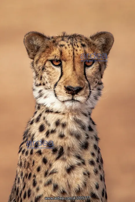  : Rescued cheetah, Otjiwarongo in Namibia, Africa