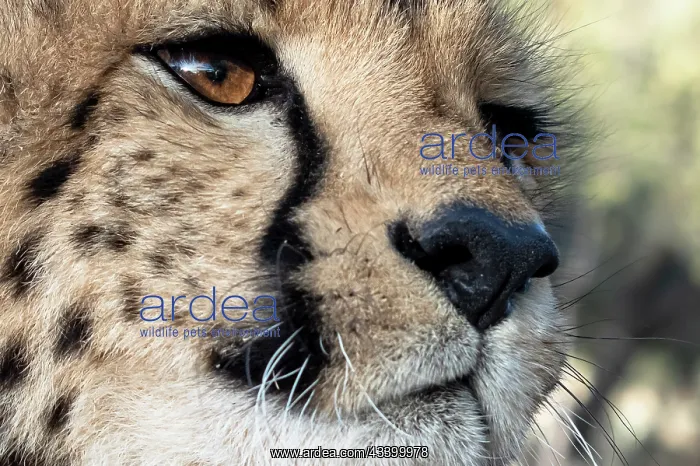 : Rescued cheetah, Otjiwarongo in Namibia, Africa