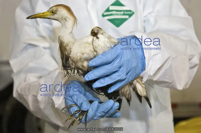 : Rescuing a Bird : Rescuing a Bird