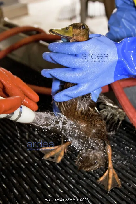 : Rescuing a Duck : Rescuing a Duck