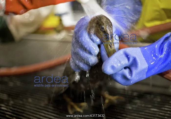 : Rescuing a Duck : Rescuing a Duck
