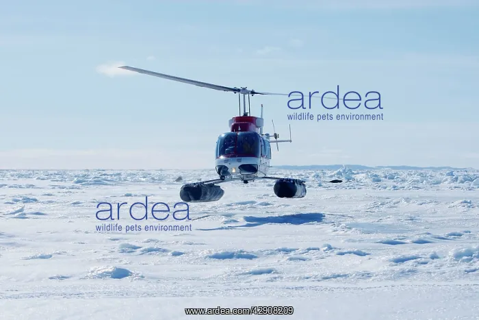  : Research Helicopter - Harp Seal in background (Phoca