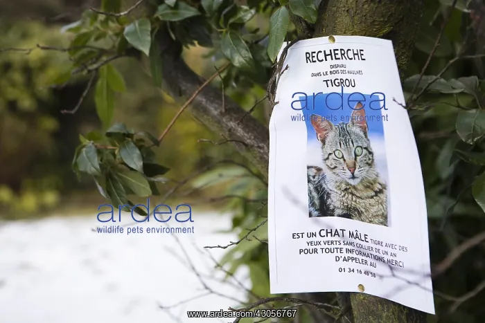 : Research panel a cat lost in a tree : Research panel a cat lost in a tree
