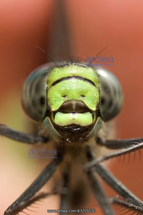 : Researcher holding a dragonfly at Whistler : Researcher holding a dragonfly at Whistler