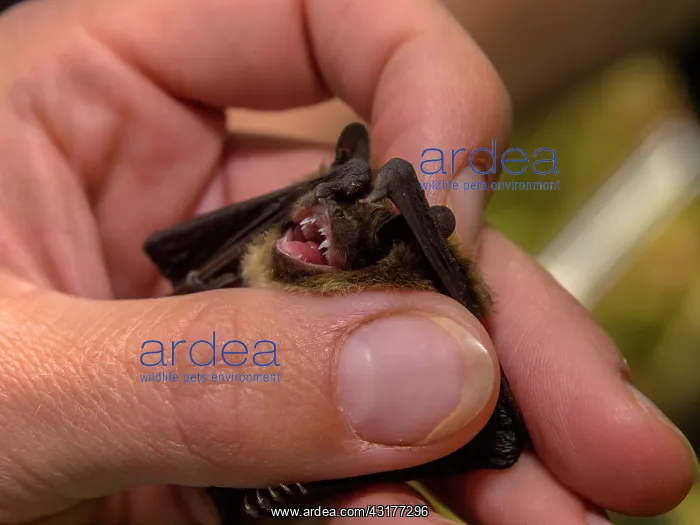 : Researcher looking at teeth of a Nathusius Pipistrelle bat (Pippistrellus nathusii) : Researcher looking at teeth of a Nathusius Pipistrelle bat (Pippistrellus nathusii)