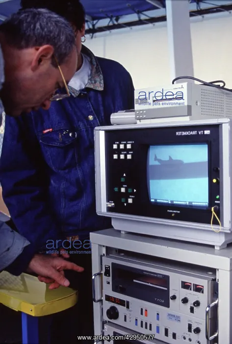 : Researchers - monitoring sonar sounds of a dolphin : Researchers - monitoring sonar sounds of a dolphin