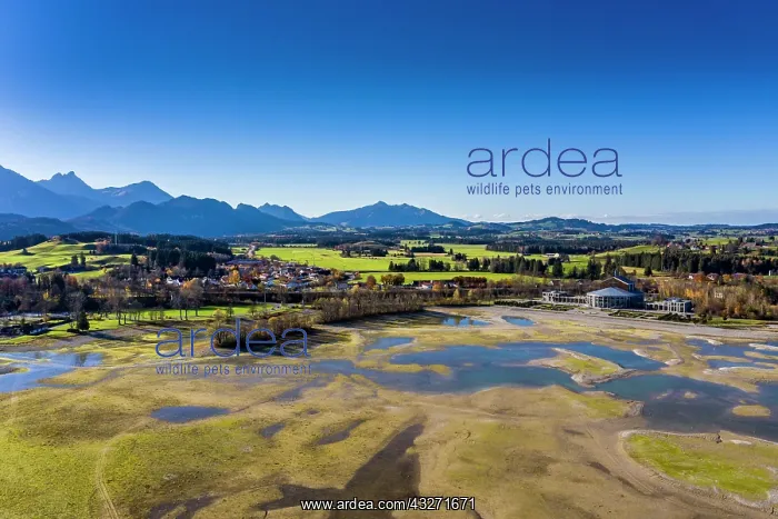 : Reservoir Forggensee with sandbanks at low tide : Reservoir Forggensee with sandbanks at low tide