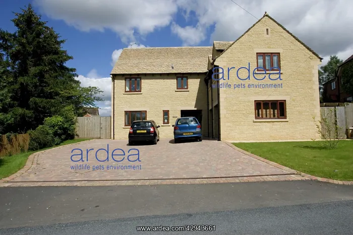 : Residential houses with large areas of paved frontage : Residential houses with large areas of paved frontage