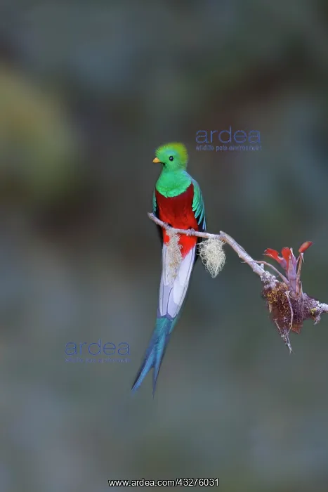 : Resplendant Quetzal Pharomachrus mocinno San Gerardo de Dota : Resplendant Quetzal Pharomachrus mocinno San Gerardo de Dota