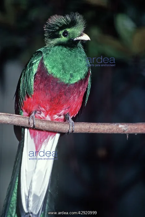 : Resplendent QUETZAL : Resplendent QUETZAL