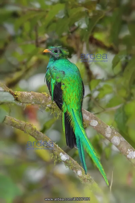 : Resplendent Quetzal : Resplendent Quetzal