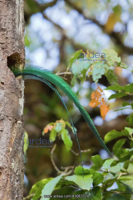 : Resplendent Quetzal : Resplendent Quetzal