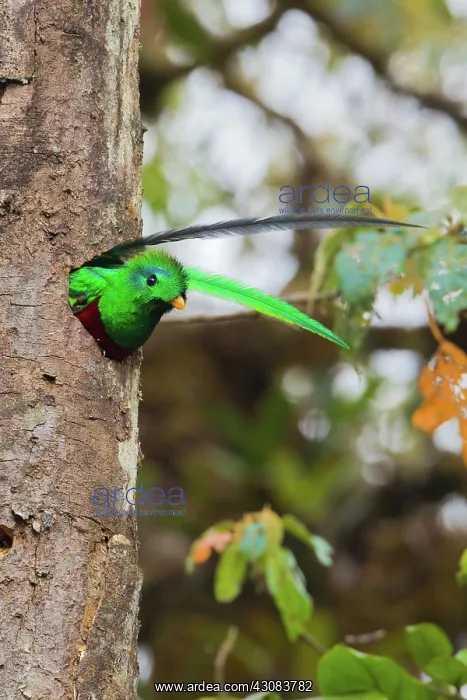 : Resplendent Quetzal : Resplendent Quetzal