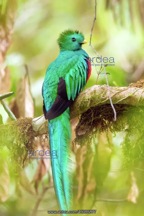 : Resplendent Quetzal : Resplendent Quetzal