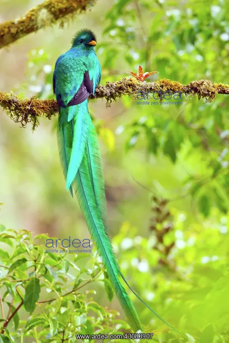: Resplendent Quetzal : Resplendent Quetzal