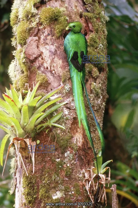 : Resplendent Quetzal : Resplendent Quetzal