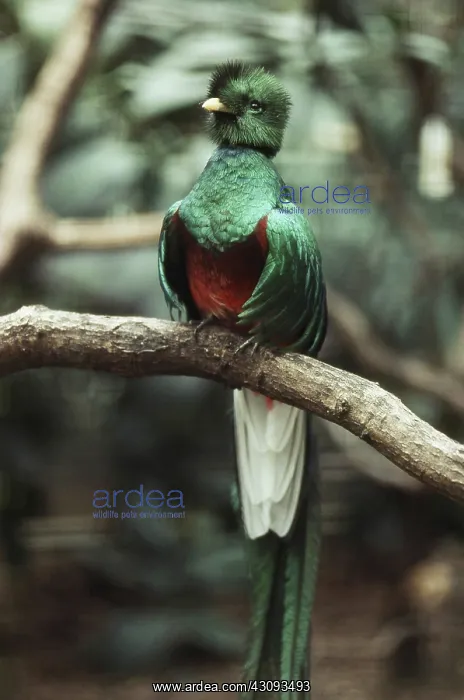 : Resplendent Quetzal : Resplendent Quetzal