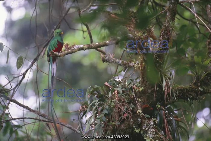 : Resplendent Quetzal : Resplendent Quetzal