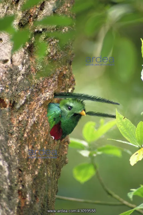 : Resplendent quetzal : Resplendent quetzal