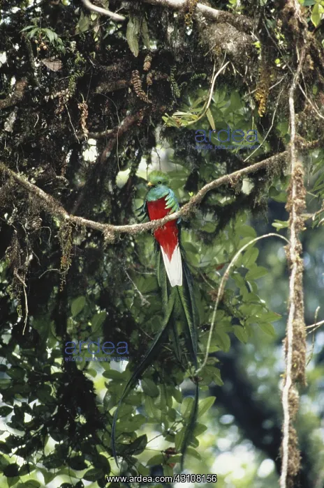 : Resplendent Quetzal : Resplendent Quetzal