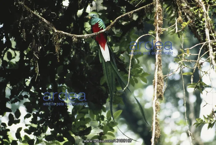 : Resplendent Quetzal : Resplendent Quetzal