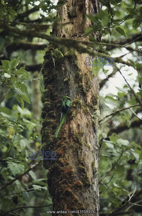 : Resplendent Quetzal : Resplendent Quetzal