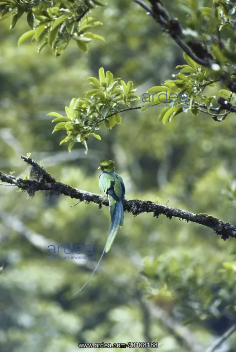: Resplendent Quetzal : Resplendent Quetzal