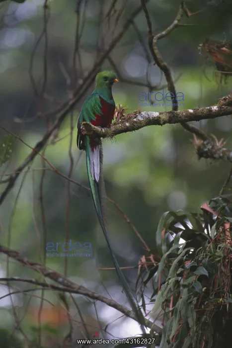 : Resplendent Quetzal : Resplendent Quetzal