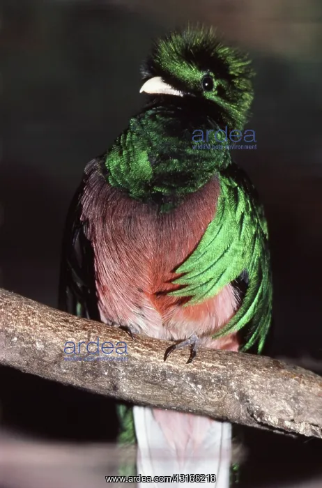 : Resplendent Quetzal : Resplendent Quetzal